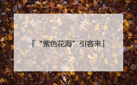 “紫色花海”引客来