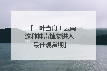 一叶当舟！云南这种神奇植物进入最佳观赏期