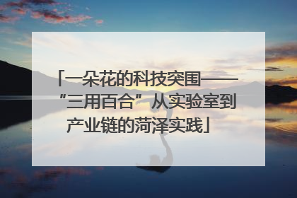 一朵花的科技突围——“三用百合”从实验室到产业链的菏泽实践