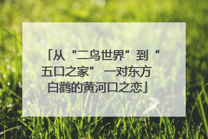 从“二鸟世界”到“五口之家” 一对东方白鹳的黄河口之恋