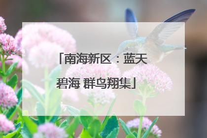 南海新区：蓝天碧海 群鸟翔集