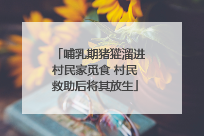 哺乳期猪獾溜进村民家觅食 村民救助后将其放生