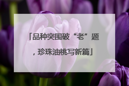 品种突围破“老”题，珍珠油桃写新篇