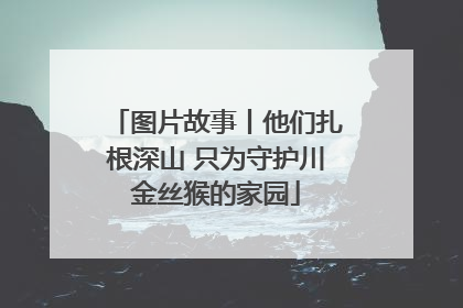图片故事丨他们扎根深山 只为守护川金丝猴的家园