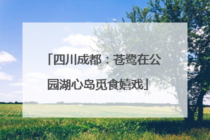 四川成都：苍鹭在公园湖心岛觅食嬉戏
