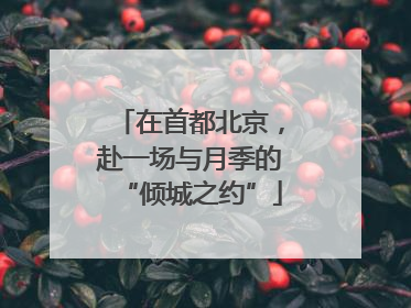 在首都北京，赴一场与月季的“倾城之约”