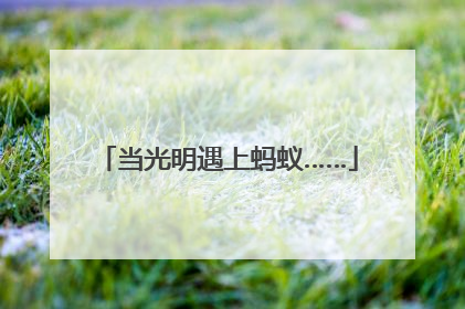 当光明遇上蚂蚁……