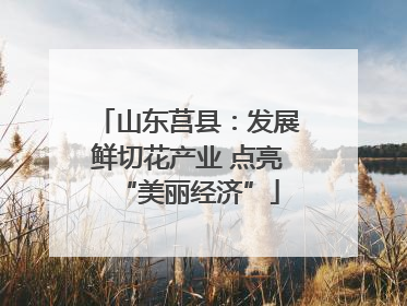 山东莒县：发展鲜切花产业 点亮“美丽经济”