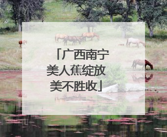广西南宁美人蕉绽放美不胜收
