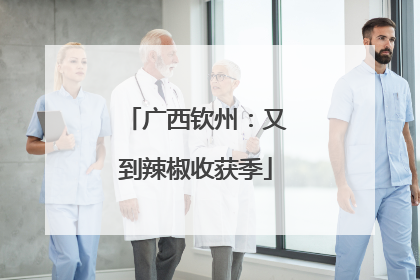 广西钦州：又到辣椒收获季