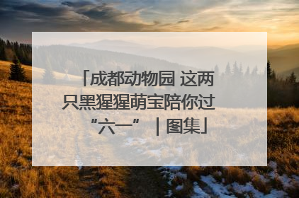 成都动物园 这两只黑猩猩萌宝陪你过“六一”｜图集