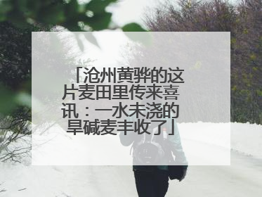 沧州黄骅的这片麦田里传来喜讯：一水未浇的旱碱麦丰收了