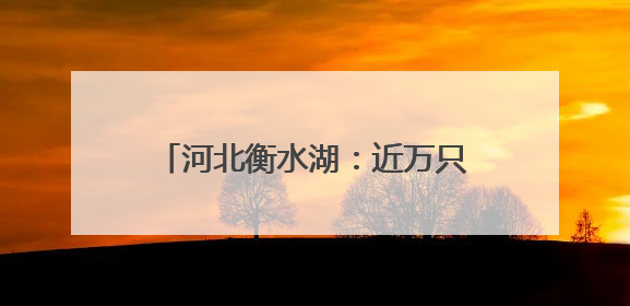 河北衡水湖：近万只夏候鸟进入繁殖期