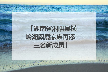 湖南省湘阴县横岭湖麋鹿家族再添三名新成员