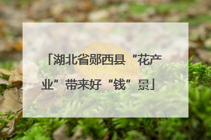 湖北省郧西县“花产业”带来好“钱”景