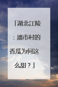 湖北江陵：潘市村的香瓜为何这么甜？
