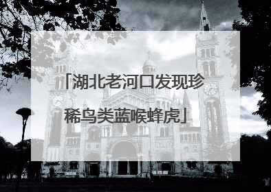 湖北老河口发现珍稀鸟类蓝喉蜂虎