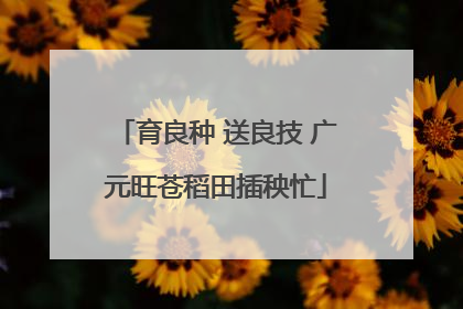 育良种 送良技 广元旺苍稻田插秧忙