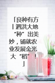 良种有方丨泗洪大地“种”出美妙，铺就农业发展金光大“稻”！