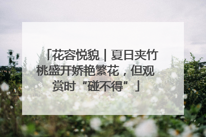 花容悦貌｜夏日夹竹桃盛开娇艳繁花，但观赏时“碰不得”