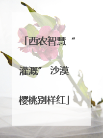 西农智慧“灌溉” 沙漠樱桃别样红