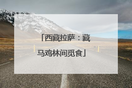 西藏拉萨：藏马鸡林间觅食