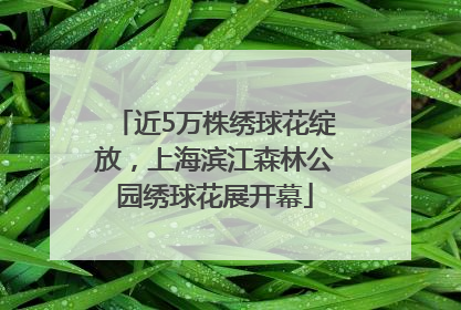 近5万株绣球花绽放，上海滨江森林公园绣球花展开幕