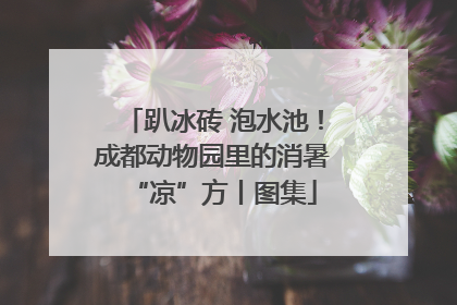 趴冰砖 泡水池！成都动物园里的消暑“凉”方丨图集