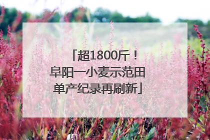 超1800斤！阜阳一小麦示范田单产纪录再刷新