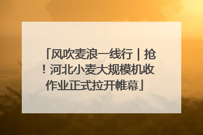 风吹麦浪一线行｜抢！河北小麦大规模机收作业正式拉开帷幕