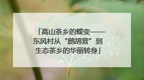 高山茶乡的蝶变——东风村从“鹧鸪营”到生态茶乡的华丽转身