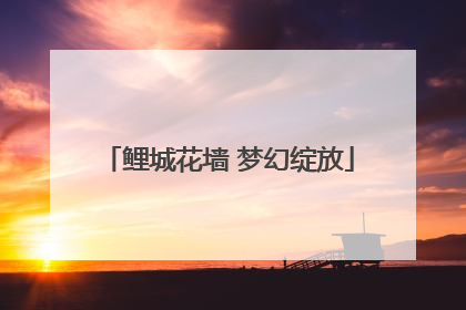 鲤城花墙 梦幻绽放