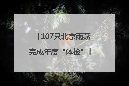 107只北京雨燕完成年度“体检”