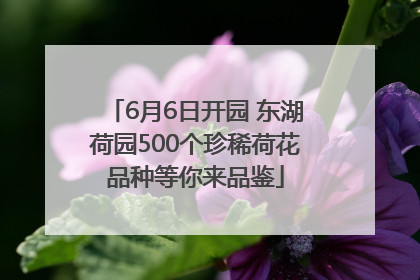 6月6日开园 东湖荷园500个珍稀荷花品种等你来品鉴